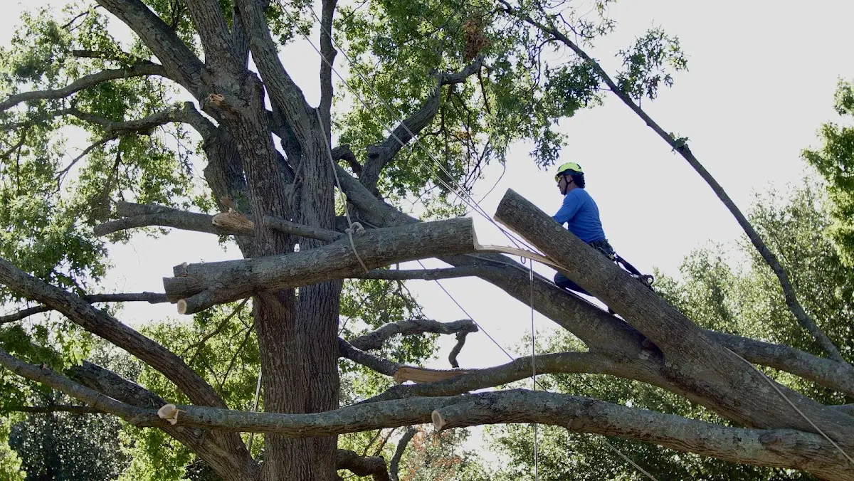 Professional Hazardous Tree Removal performed by certified arborists in Brighton