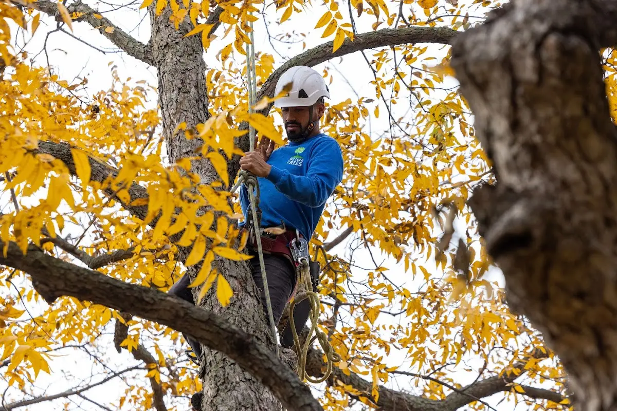 Skilled Emergency Tree Service crew working in Brighton